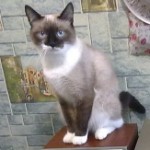 Аватара пользователя